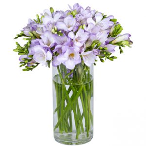 Fragrant Lavender Freesia