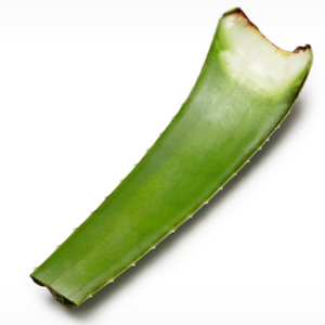 Aloe Vera Leaf