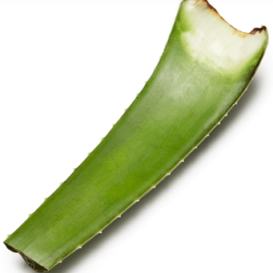 Aloe Vera Leaf